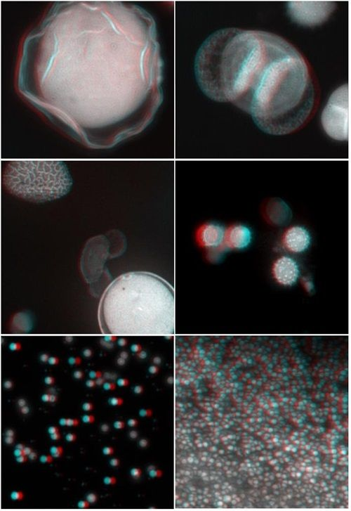 The Chinese Academy of Sciences successfully developed a laser scanning real-time stereo microscope