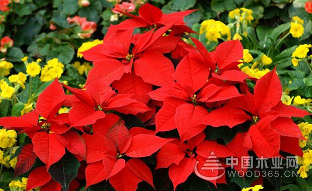 Is poinsettia toxic?