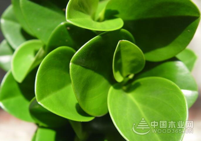 Douban green breeding methods and precautions