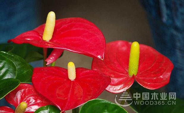 What is the flamingo flower language?