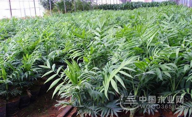 è¢–çæ¤°å­æ ‘çš„å…»æ®–æ–¹æ³•å’Œä½œç”¨