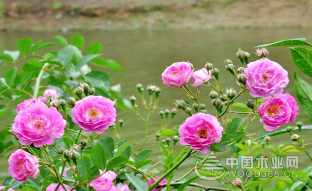 Rose flower planting methods and precautions