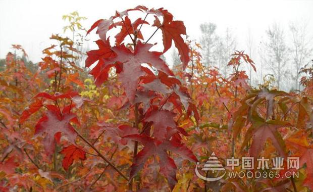 æž«é¦™æ ‘å¶çš„ä»·å€¼å’Œæž«é¦™æ ‘å¶å›¾ç‰‡å±•ç¤º1