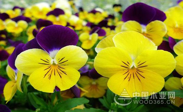 Pansy and pansy pictures