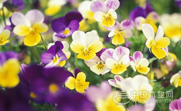 Pansy and pansy pictures