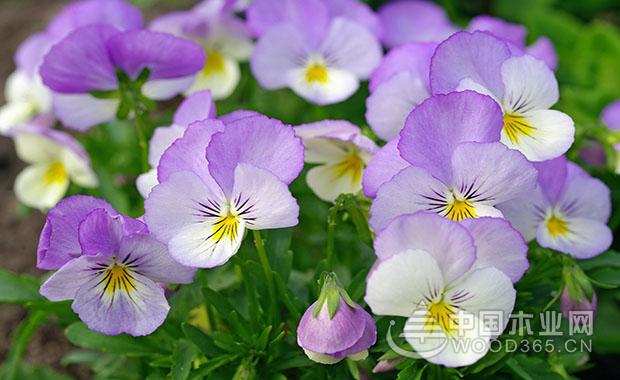 Pansy and pansy pictures