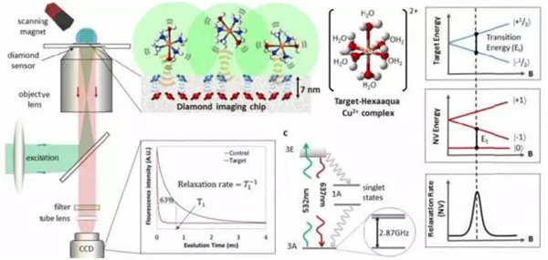 Quantum magnetic resonance microscopy for the first time to directly observe human biochemical processes