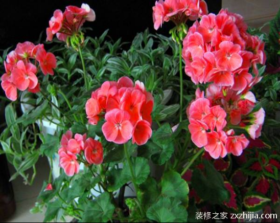 ç›†æ ½å¤©ç«ºè‘µæ€Žä¹ˆå…»