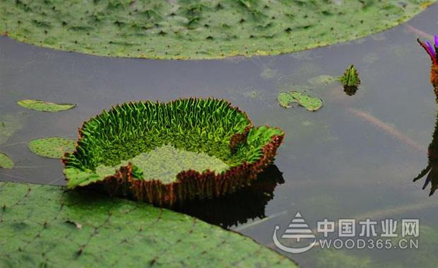 èŠ¡å®žçš„åŠŸæ•ˆä¸Žä½œç”¨åŠé£Ÿç”¨æ–¹æ³•å’ŒèŠ¡å®žä»·æ ¼