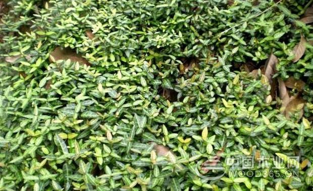 ç»œçŸ³è—¤çš„åŠŸæ•ˆä¸Žä½œç”¨|ç»œçŸ³è—¤å›¾ç‰‡Â·
