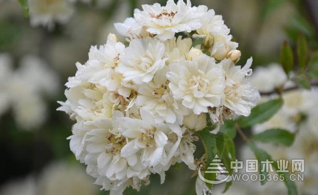 æœ¨é¦™èŠ±ç¹æ®–æŠ€æœ¯å’Œæœ¨é¦™èŠ±æ ½åŸ¹å“ç§|æœ¨é¦™èŠ±å›¾ç‰‡1