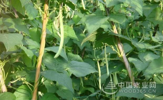 å››å­£è±†ç§æ¤æŠ€æœ¯ï¼šä»Žå¹¼è‹—åˆ°æ”¶èŽ·è¯¦ç»†æ­¥éª¤4