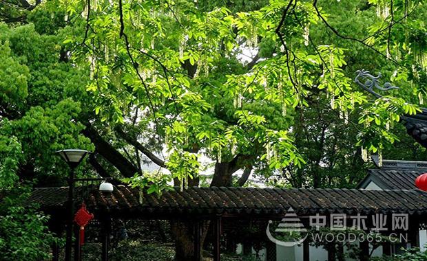 Ingot cultivation method and precautions