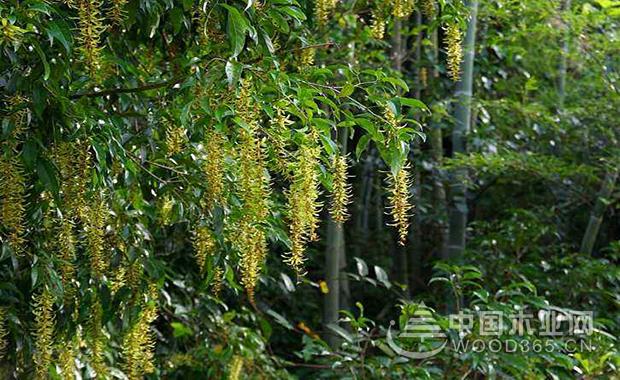 Ingot cultivation method and precautions