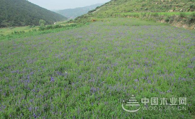 å…³äºŽé»„èŠ©ç§æ¤æŠ€æœ¯è¯¦ç»†å†…å®¹