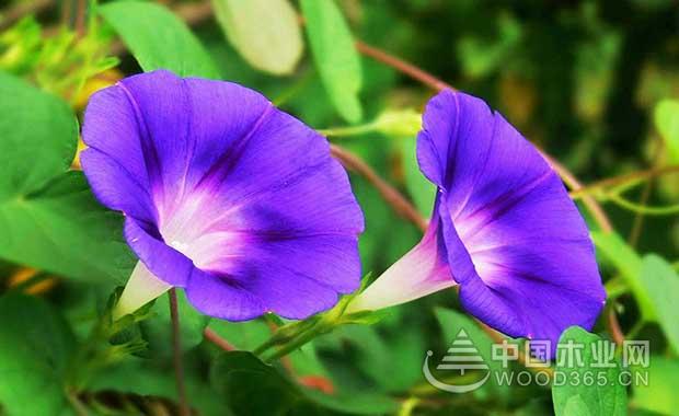 Morning glory characteristics