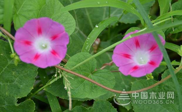 Morning glory characteristics