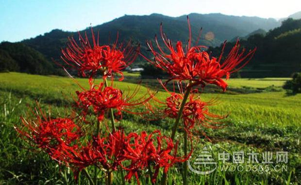 é»‘è‰²å½¼å²¸èŠ±çš„èŠ±è¯­|é»‘è‰²å½¼å²¸èŠ±å›¾ç‰‡2