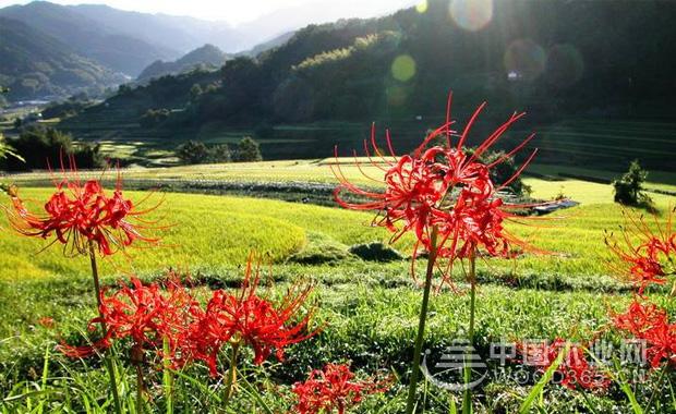 é»‘è‰²å½¼å²¸èŠ±çš„èŠ±è¯­|é»‘è‰²å½¼å²¸èŠ±å›¾ç‰‡3