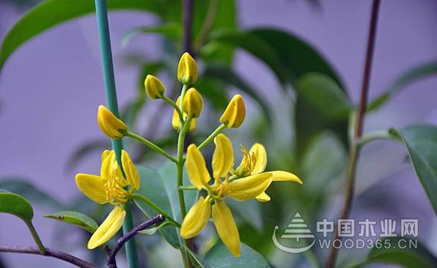 æ³•å›½é¦™æ°´èŠ±çš„ç”Ÿé•¿ä¹ æ€§å’Œå…»æ®–æ–¹æ³•|æ³•å›½é¦™æ°´èŠ±å›¾ç‰‡