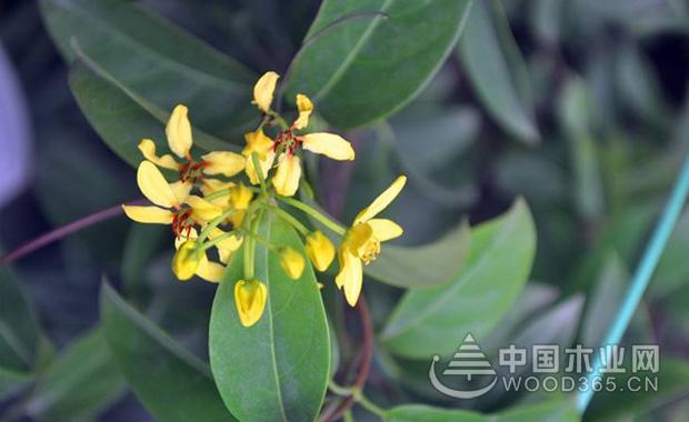 æ³•å›½é¦™æ°´èŠ±çš„ç”Ÿé•¿ä¹ æ€§å’Œå…»æ®–æ–¹æ³•|æ³•å›½é¦™æ°´èŠ±å›¾ç‰‡2