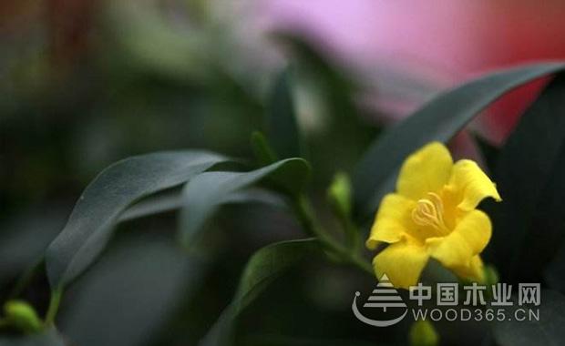 æ³•å›½é¦™æ°´èŠ±çš„ç”Ÿé•¿ä¹ æ€§å’Œå…»æ®–æ–¹æ³•|æ³•å›½é¦™æ°´èŠ±å›¾ç‰‡4