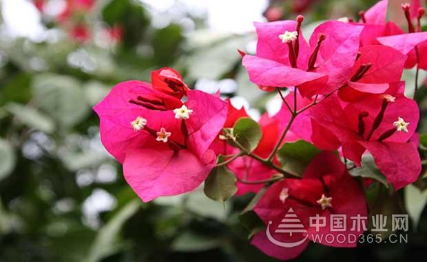 Bougainvillea Management | Bougainvillea Pictures