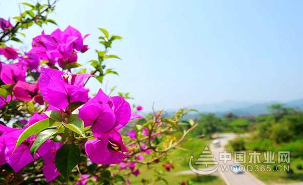 Bougainvillea Management | Bougainvillea Pictures