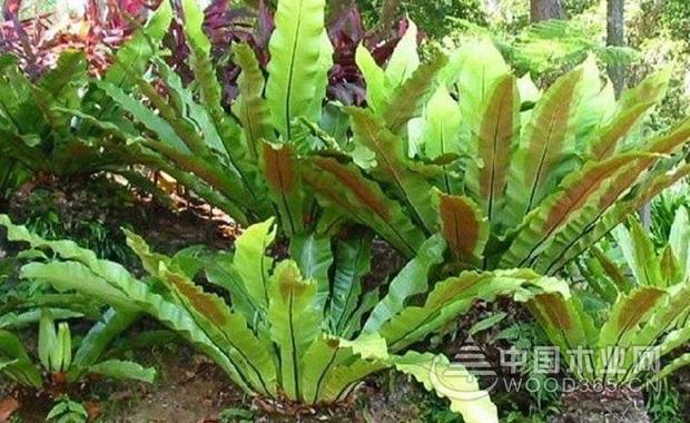 Bird nest fern farming method, nest fern plant culture | bird nest fern picture