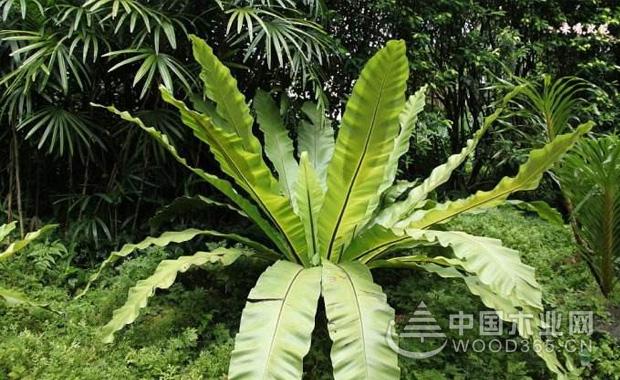 Bird nest fern farming method, nest fern plant culture | bird nest fern picture