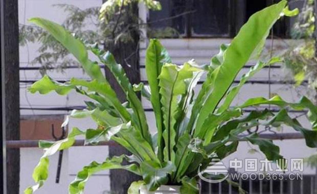 Bird nest fern farming method, nest fern plant culture | bird nest fern picture