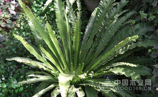 Bird nest fern farming method, nest fern plant culture | bird nest fern picture