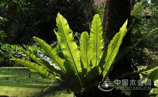 Bird nest fern farming method, nest fern plant culture | bird nest fern picture