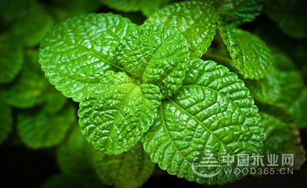 Mint farming methods and precautions