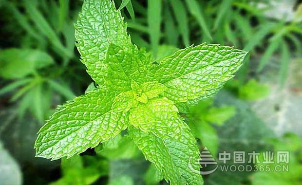 Mint farming methods and precautions