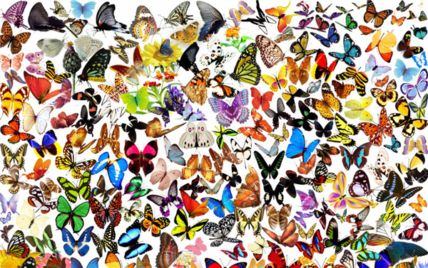 OPTON's Microcosm No. 5 "Butterfly" Shadow