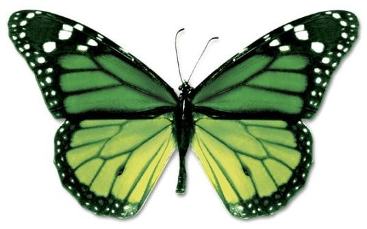 OPTON's Microcosm No. 5 "Butterfly" Shadow
