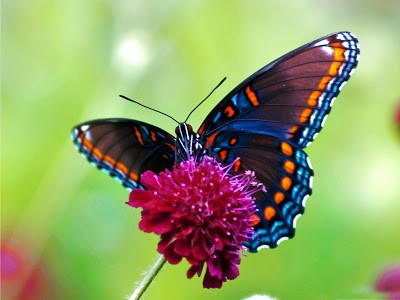 OPTON's Microcosm No. 5 "Butterfly" Shadow