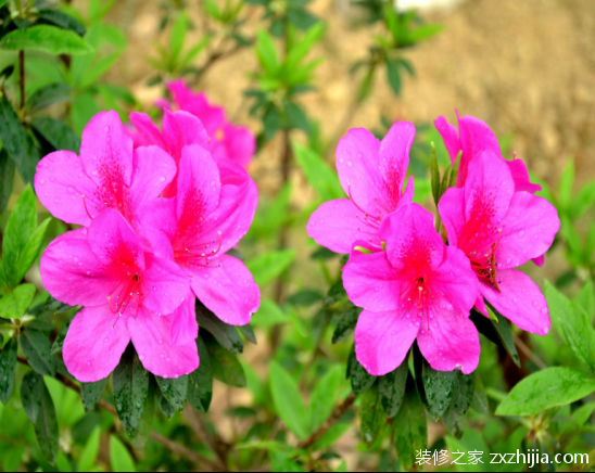 æœé¹ƒèŠ±çš„ç‰¹ç‚¹