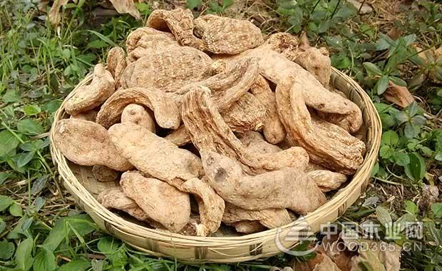 The effect and effect of gastrodia