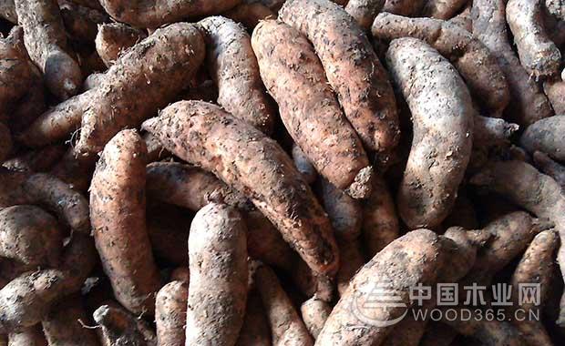 The effect and effect of gastrodia