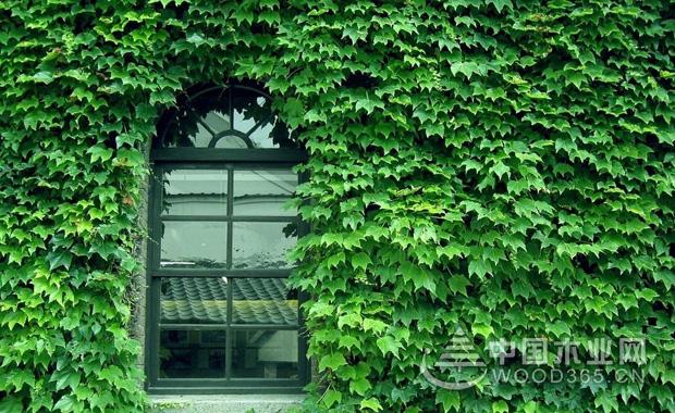 çˆ¬å¢™æ¤ç‰©çš„ç§ç±»å’Œçˆ¬å¢™æ¤ç‰©å›¾ç‰‡5