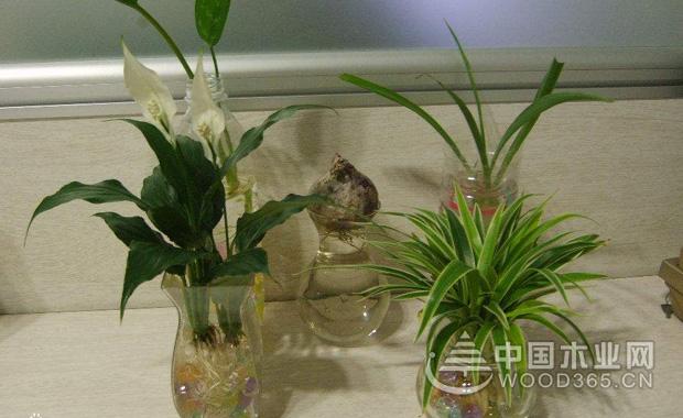 室内水生植物种类和水生植物特点|水生植物图片大全2