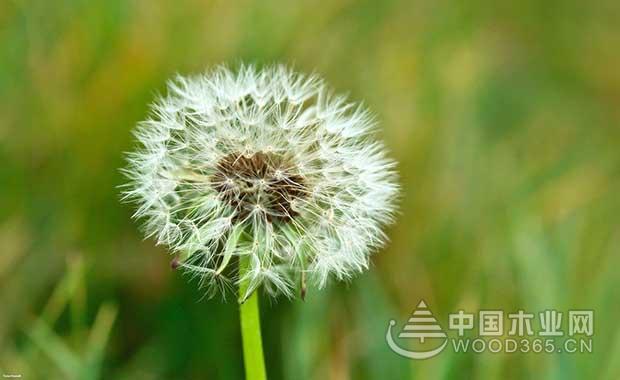 Introduction to the efficacy and role of dandelion