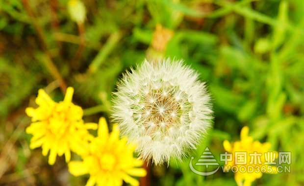 Introduction to the efficacy and role of dandelion