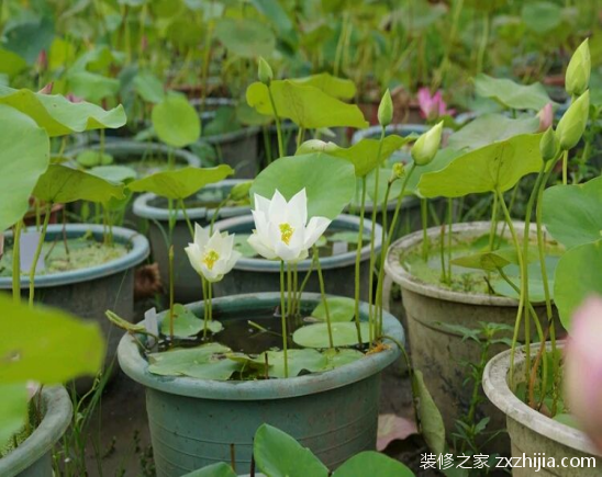 ç¢—èŽ²æ€Žä¹ˆç§æ¤