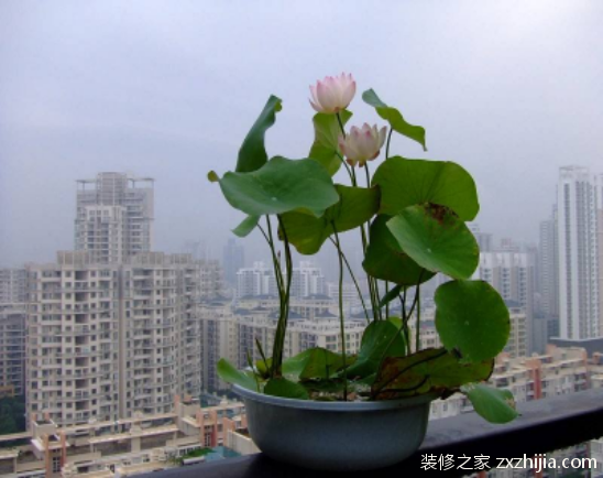 ç¢—èŽ²æ€Žä¹ˆç§