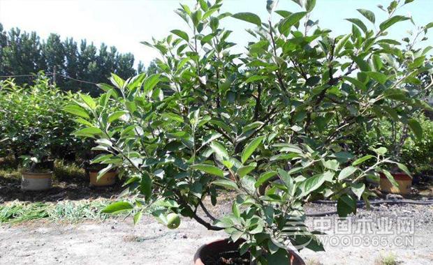 ç›†æ ½è‹¹æžœæ ‘ç§æ¤æ–¹æ³•|è‹¹æžœæ ‘å›¾ç‰‡2