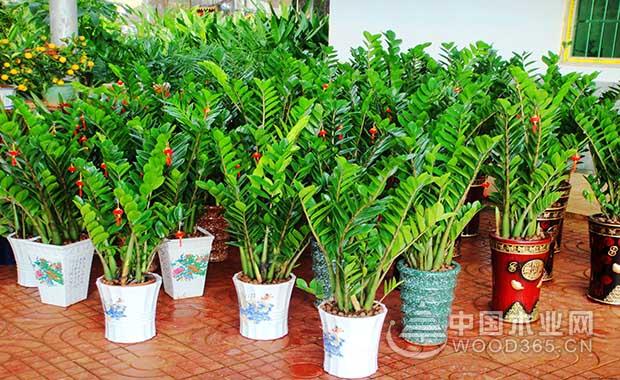 Money tree farming methods and precautions