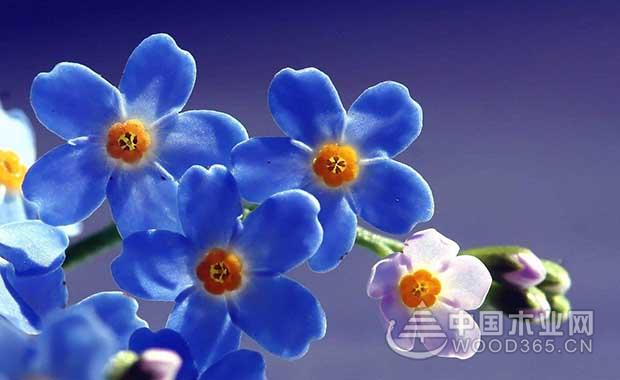 Forget me flowers | forget me pictures